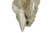 Otodus Shark Tooth Fossil in Rock - Morocco #292008-1